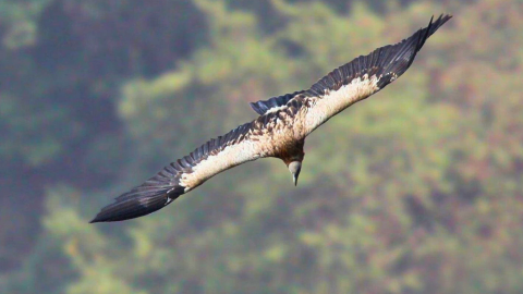 Himalayan griffon