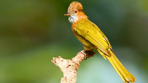 Mountain bulbul